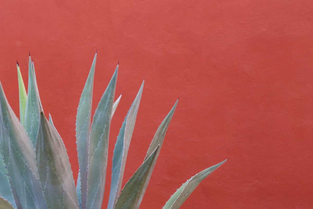 Mexico Agave plant next to colorful wall